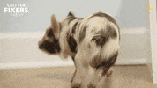 Happy National Geographic GIF by Nat Geo Wild