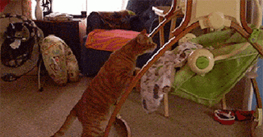 Cat Childcare GIF