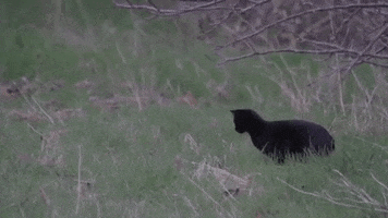 Cat Pounce GIF by PBS Digital Studios