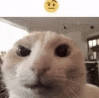 Confused Cat GIF