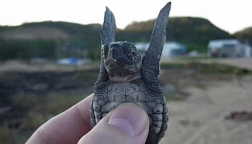 sea turtle photography GIF