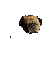 Pug Mops Sticker