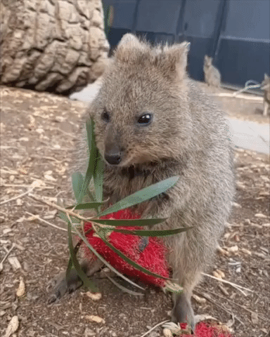 Tiny Quokka Munches on Flower at Adelaide Zoo