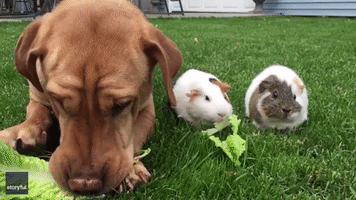 Wilbur See, Wilbur Do: Dog Joins Guinea Pigs for Salad Breakfast