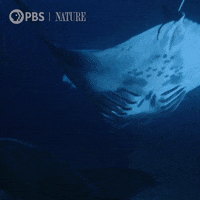 Pbs Nature Ocean GIF by Nature on PBS