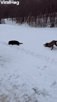 Video gif. Three big dogs are playing in snow and they run before tossing themselves on the snow, slipping and sliding through the snow laden floor.