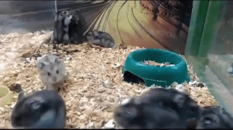 hamster fail GIF