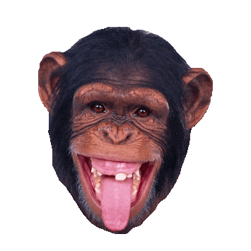 laugh laughing STICKER by imoji