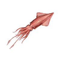 Squid Fisherman Sticker by Anju Pesca