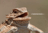 smiling GIF