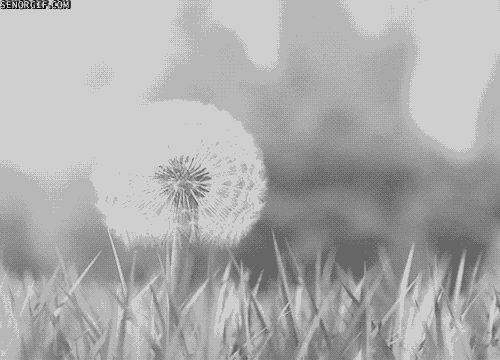 wind seeds GIF by Cheezburger
