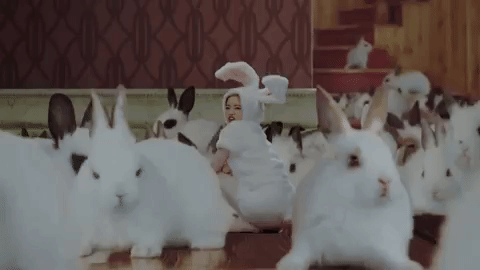 k-pop bunny GIF