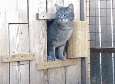 Cats Window GIF