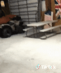 Dog Mood GIF by TikTok France
