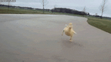 Video gif. Duckling runs excitedly down a road, flapping its wings and quacking.
