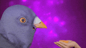 Pigeon GIF by K.I.D