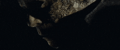 Michael Myers The Shape GIF by Halloween