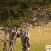 happy painted wolf GIF by BBC America