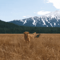 Ikon Pass Bark Bracket GIF by ikonpass