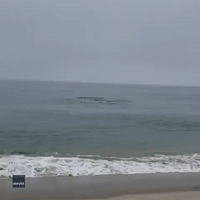 Shark Eats Seal in Front of Massachusetts Beachgoers