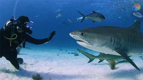 Shark Week Fin GIF by discovery+