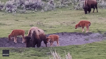 Bison Calves Seen Jumping and Playing in Yellowstone National Park