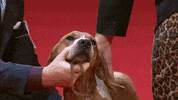 Happy Long Hair GIF by American Kennel Club