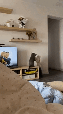 cuteanimalland giphyupload GIF