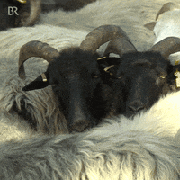 Couple Country GIF by Bayerischer Rundfunk
