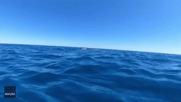 'That Was Close!' Diver Almost Hit by Humpback Whale Tail