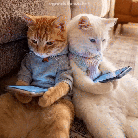 Cats Laughing GIF