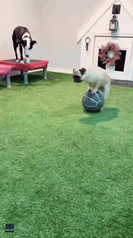 Talented 'Stunt Pug' Shows Off Series of Impressive Tricks