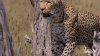 nat geo wild leopard GIF by Savage Kingdom