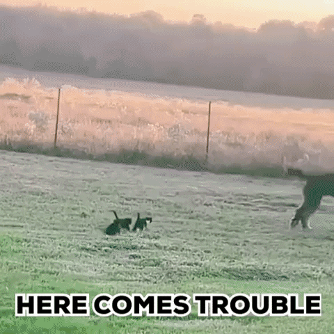 Here Comes Trouble GIF by Memes and gifs
