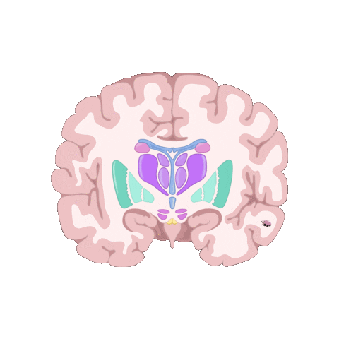 revmed study student brain medicine Sticker