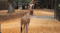 Energetic Giraffe Calf Makes Public Debut at Perth Zoo
