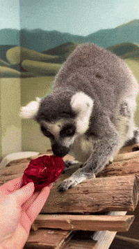 Ring-Tailed Lemur Chomps on Tasty Rose as Valentines Treat