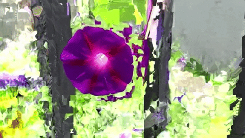 beauty flower GIF by Valeria Vicente