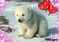 bears GIF