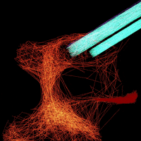 LineApeClub obscure line ape club obscure prints line apes GIF