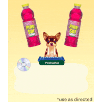 Chihuahua Pine GIF by Pine-Sol