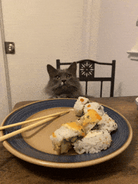 Cat Car GIF