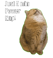 Cat Nap Sticker
