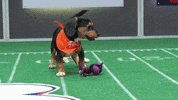 Animal Planet GIF by Puppy Bowl