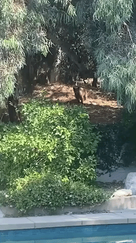 'Don't Touch the Unicorn': Californian Couple Watch Bear Family Swimming in Their Pool