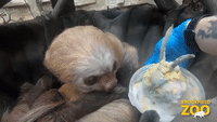 Brookfield Zoo's Two-Toed Sloth Celebrates Fifth Birthday With 'Special' Cupcake