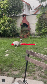 Cat Performs 'Magical Interpretive Dance' Using Red Feather Boa