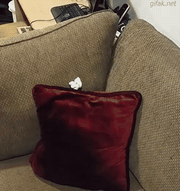 cats part GIF