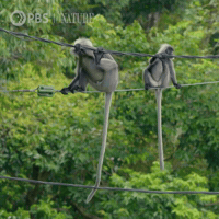 Pbs Nature Monkey GIF by Nature on PBS