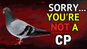 Sorry Carrier Pigeon GIF